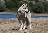 SIBERIAN HUSKY 635